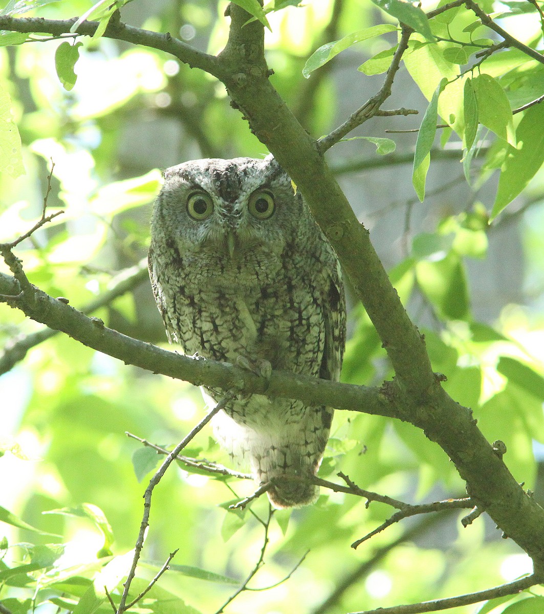 Eastern Screech-Owl - ML223341651