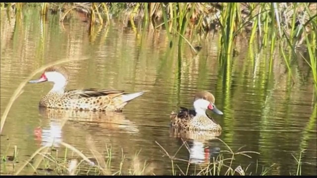 White-cheeked Pintail - ML223341721