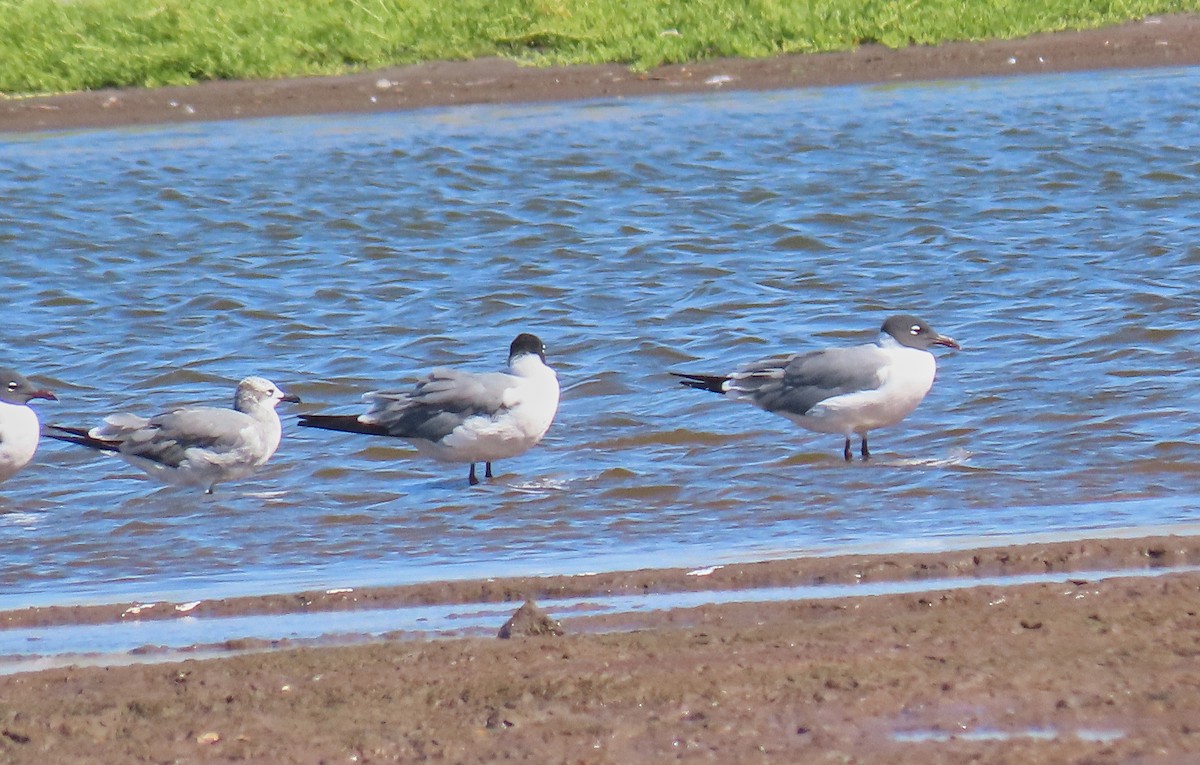 Laughing Gull - ML223342061