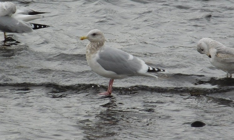 Iceland Gull (Thayer's) - ML22334251