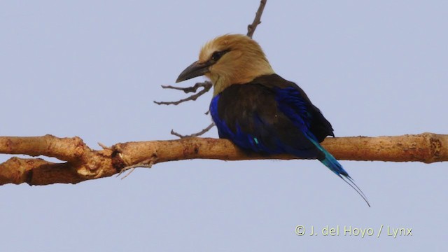 Blue-bellied Roller - ML223343001