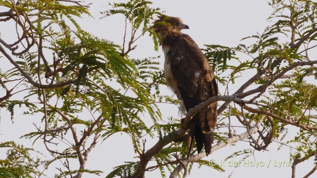 African Harrier-Hawk - ML223343131