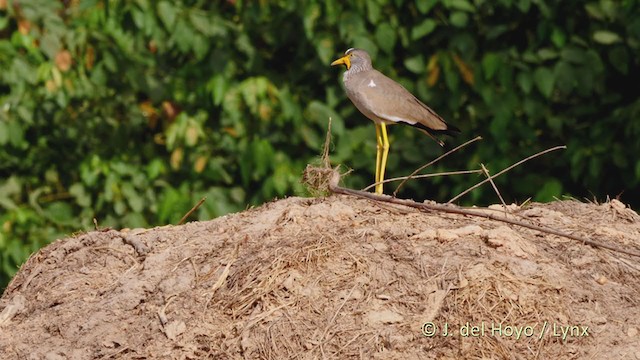 Wattled Lapwing - ML223343141