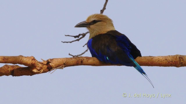 Blue-bellied Roller - ML223343151