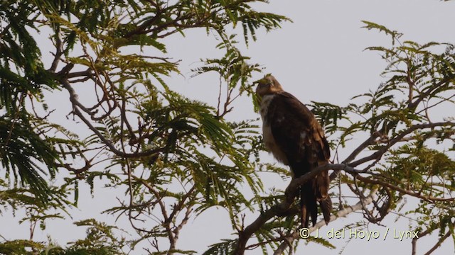 African Harrier-Hawk - ML223343261