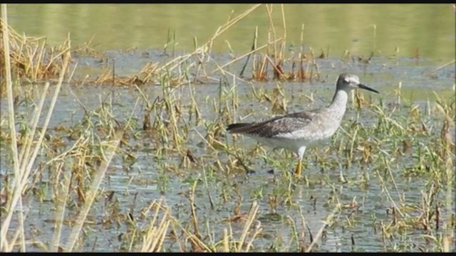 Lesser Yellowlegs - ML223343701