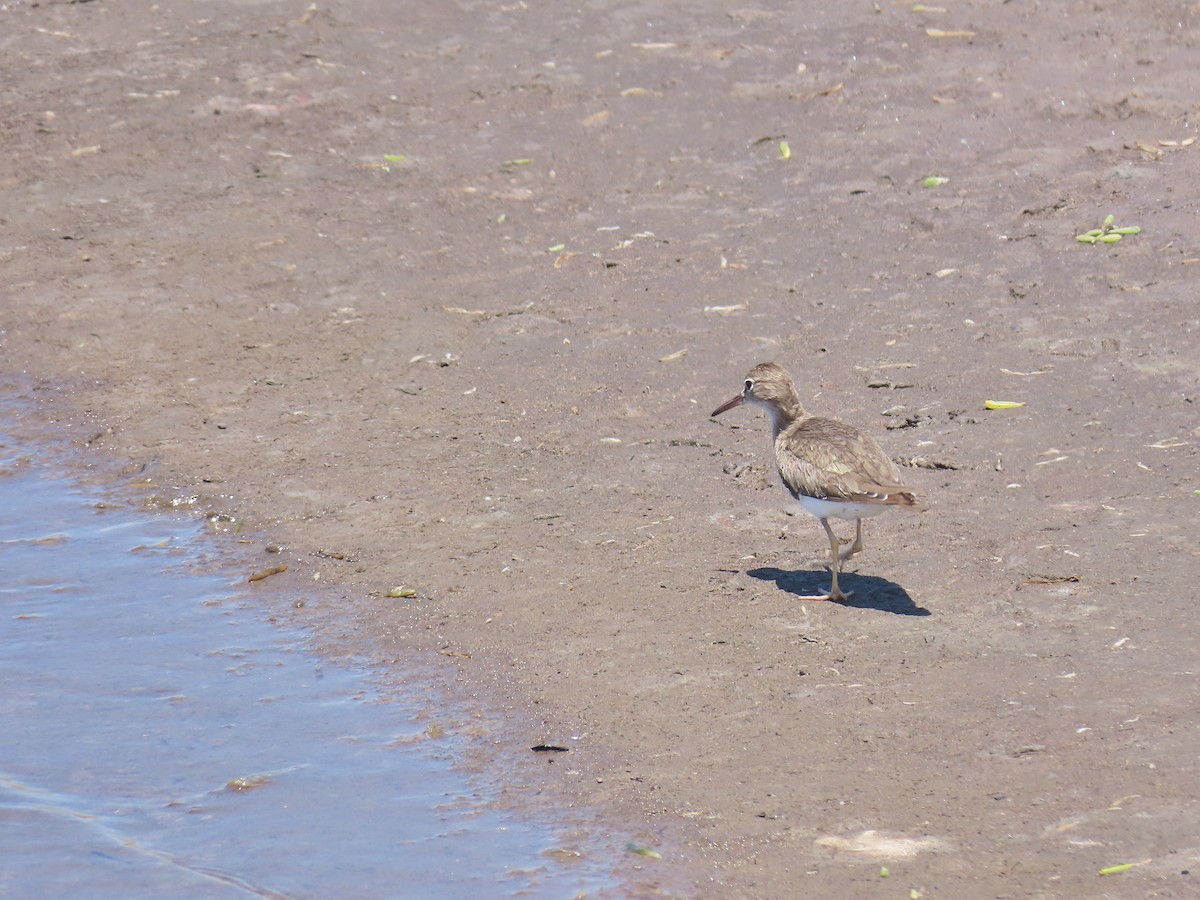 Spotted Sandpiper - ML223344311