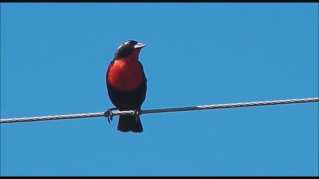 White-browed Meadowlark - ML223344641