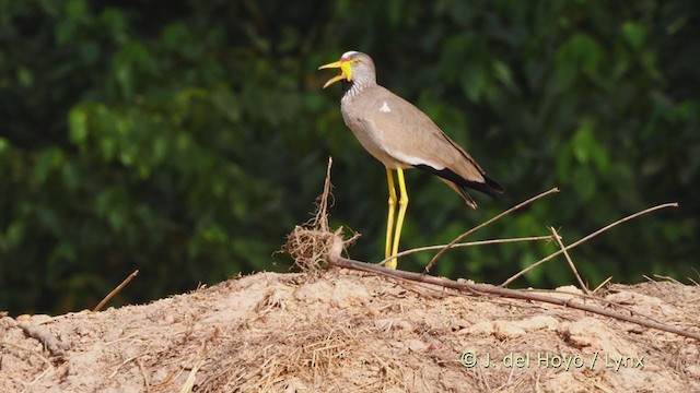 Wattled Lapwing - ML223344911