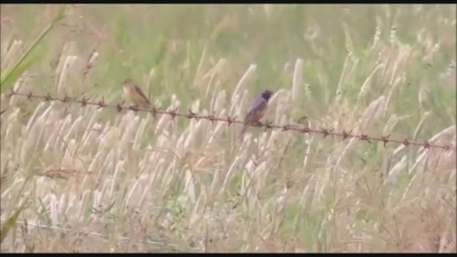 Dark-throated Seedeater - ML223346161