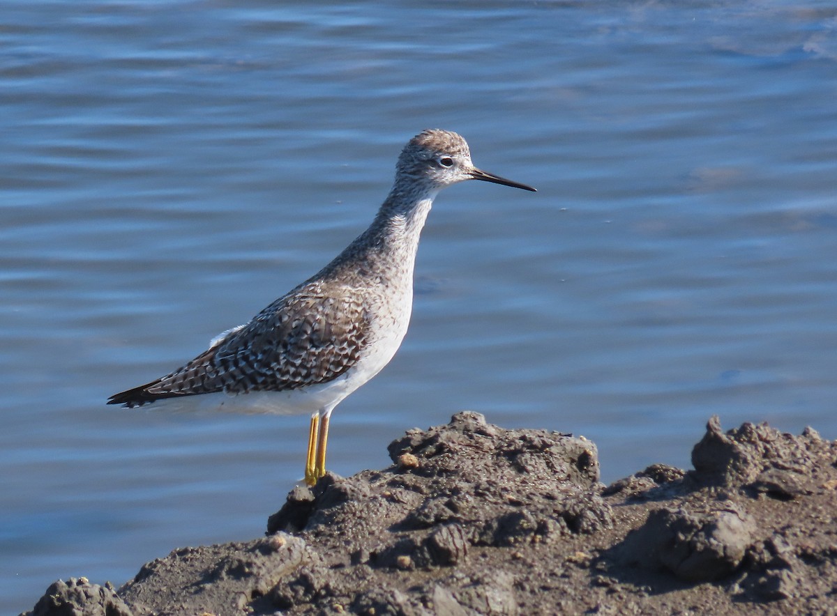 Lesser Yellowlegs - ML223346421