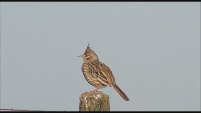 Lark-like Brushrunner - ML223346701