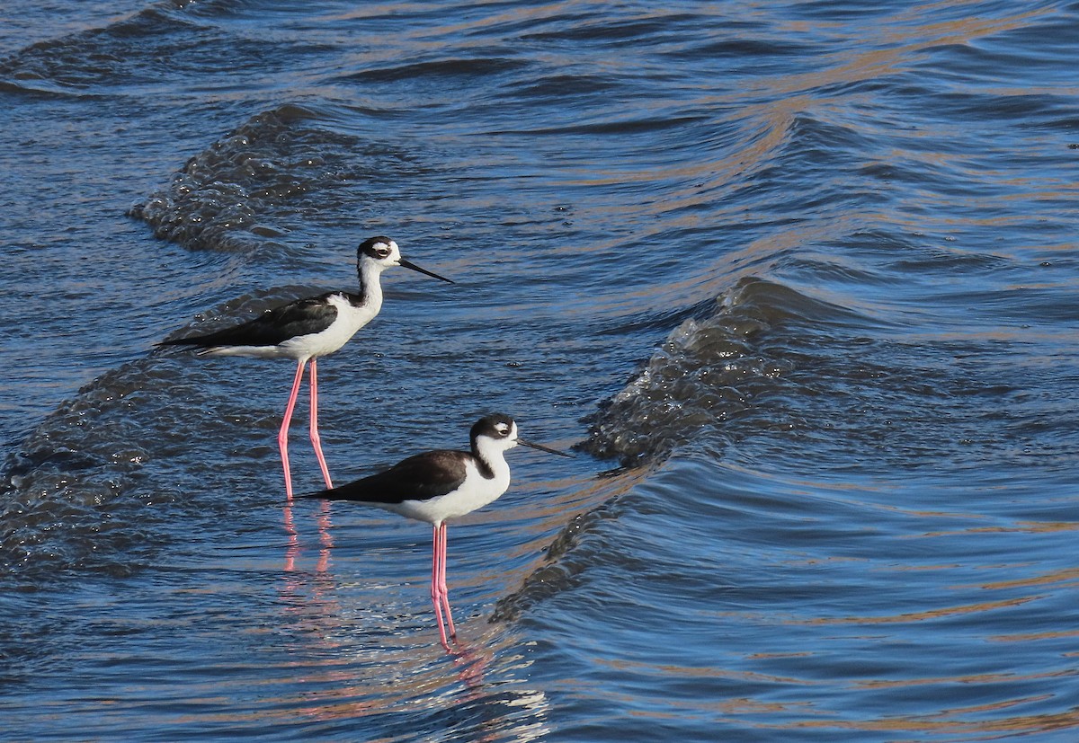 Black-necked Stilt - Denilson  Ordoñez