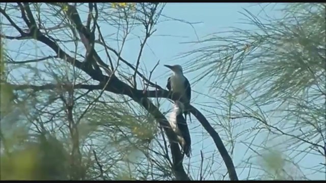 White Woodpecker - ML223347451