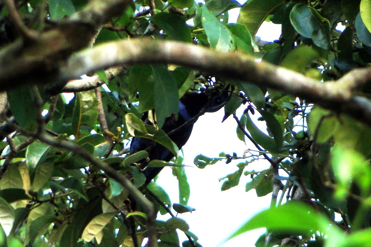 Cotinga cordon-bleu - ML22334801