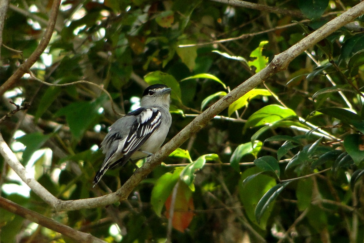 Bécarde à calotte noire - ML22334901