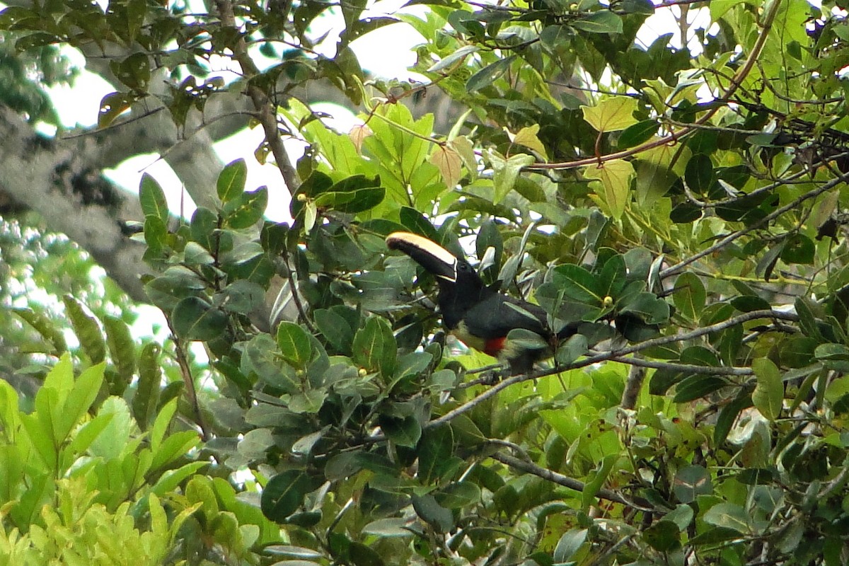 Black-necked Aracari - Carlos Otávio Gussoni