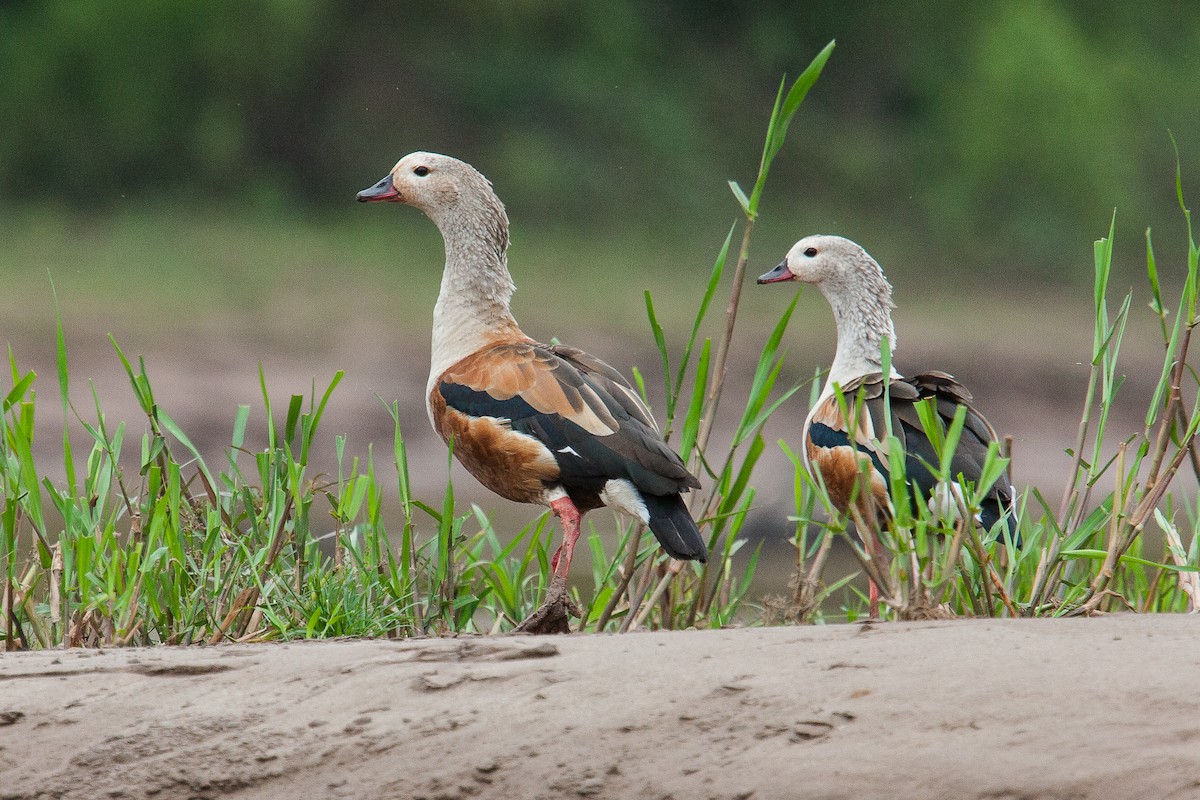 Orinoco Goose - ML223349171