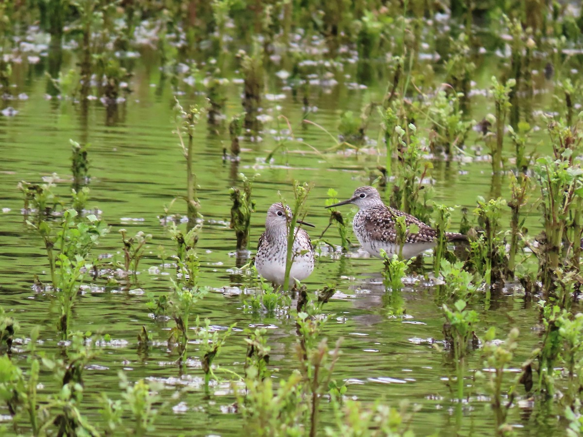 Greater Yellowlegs - ML223349451