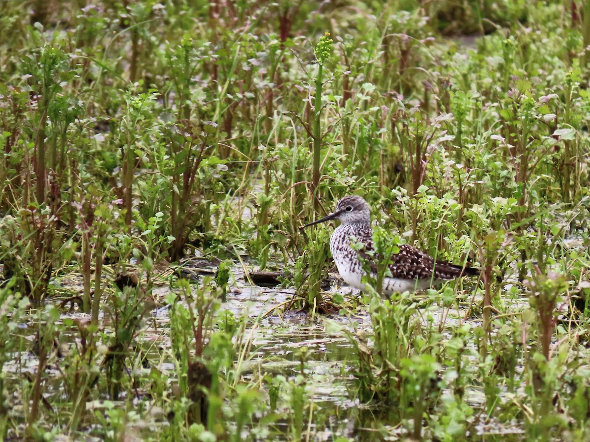 Greater Yellowlegs - ML223349501