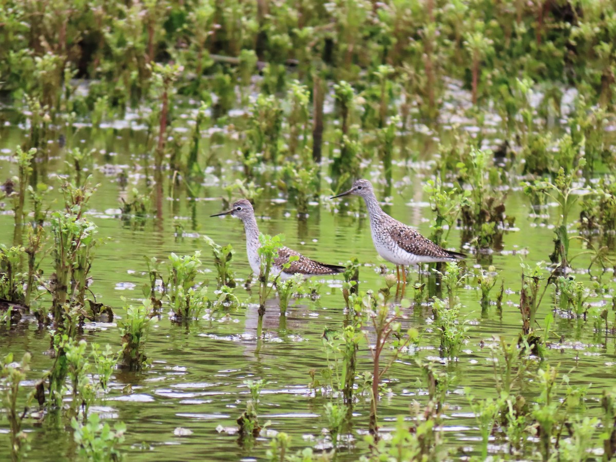 Greater Yellowlegs - Randy Morgan