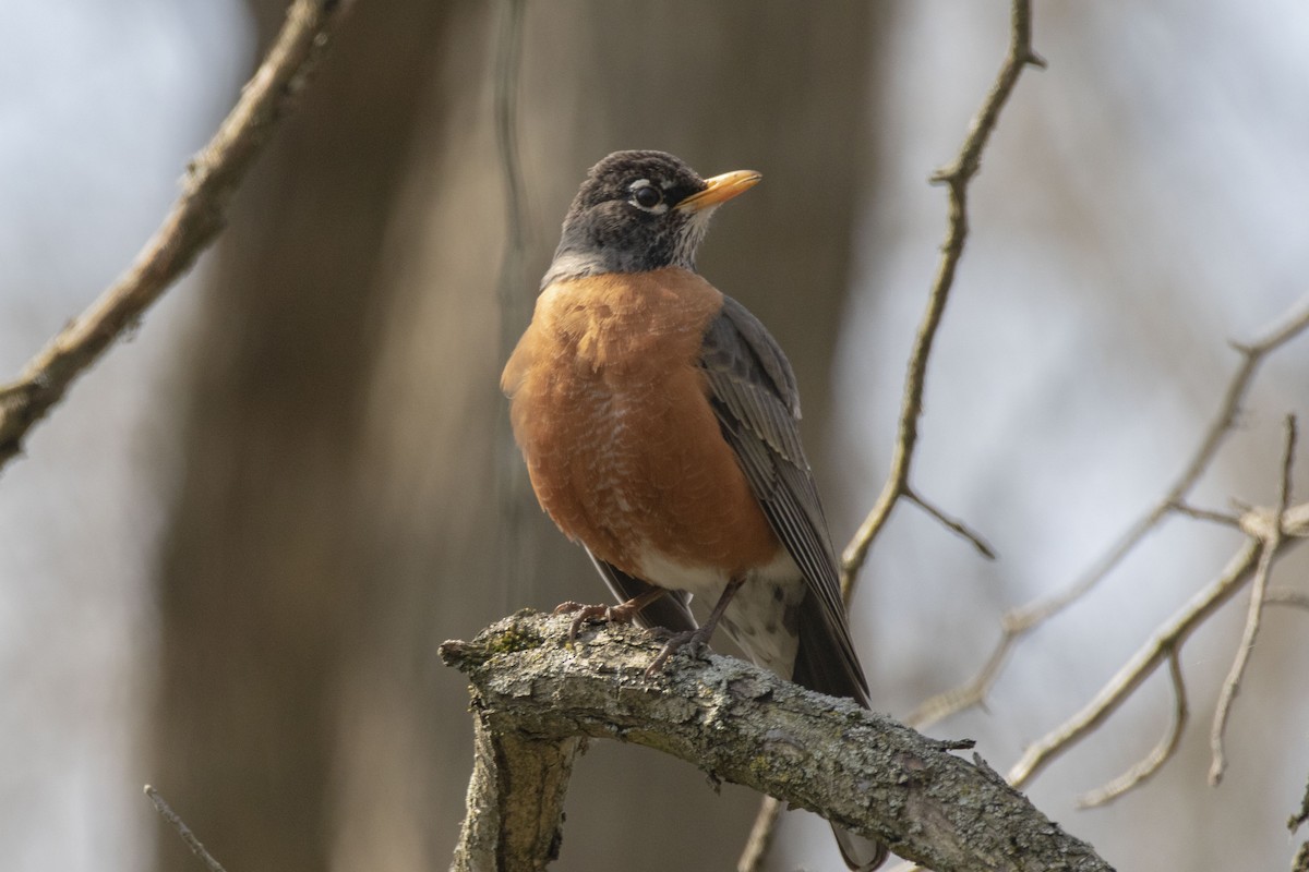 American Robin - ML223349661