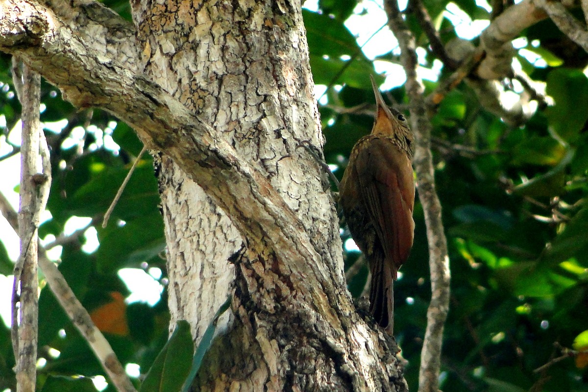 Buff-throated Woodcreeper - Carlos Otávio Gussoni