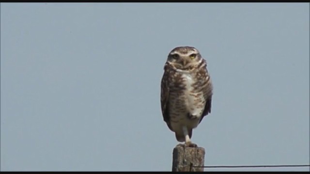 Burrowing Owl - ML223351061