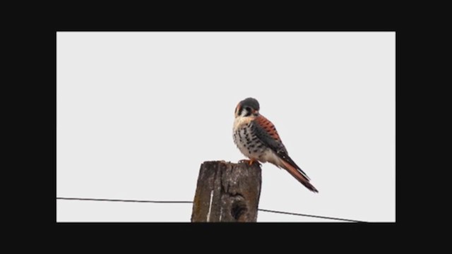 American Kestrel - ML223351171