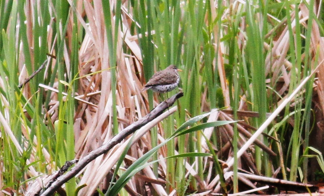 Spotted Sandpiper - ML223351281