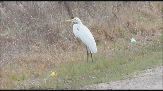 Great Egret - ML223351431