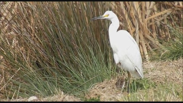 Snowy Egret - ML223351461