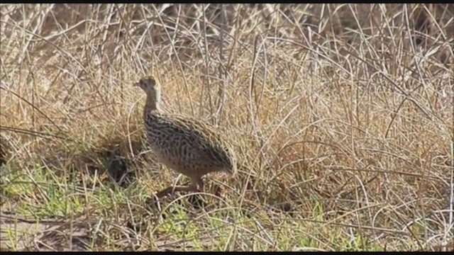 Tinamou tacheté - ML223351811