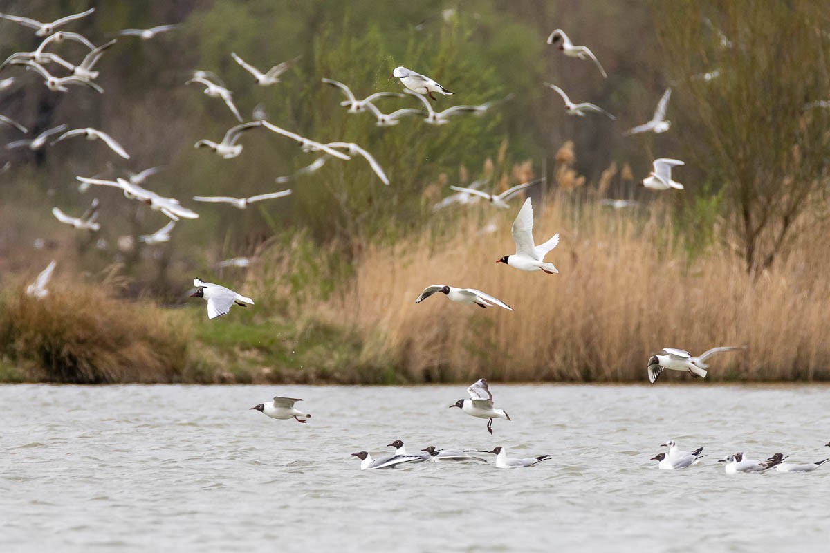 Mediterranean Gull - ML223352241