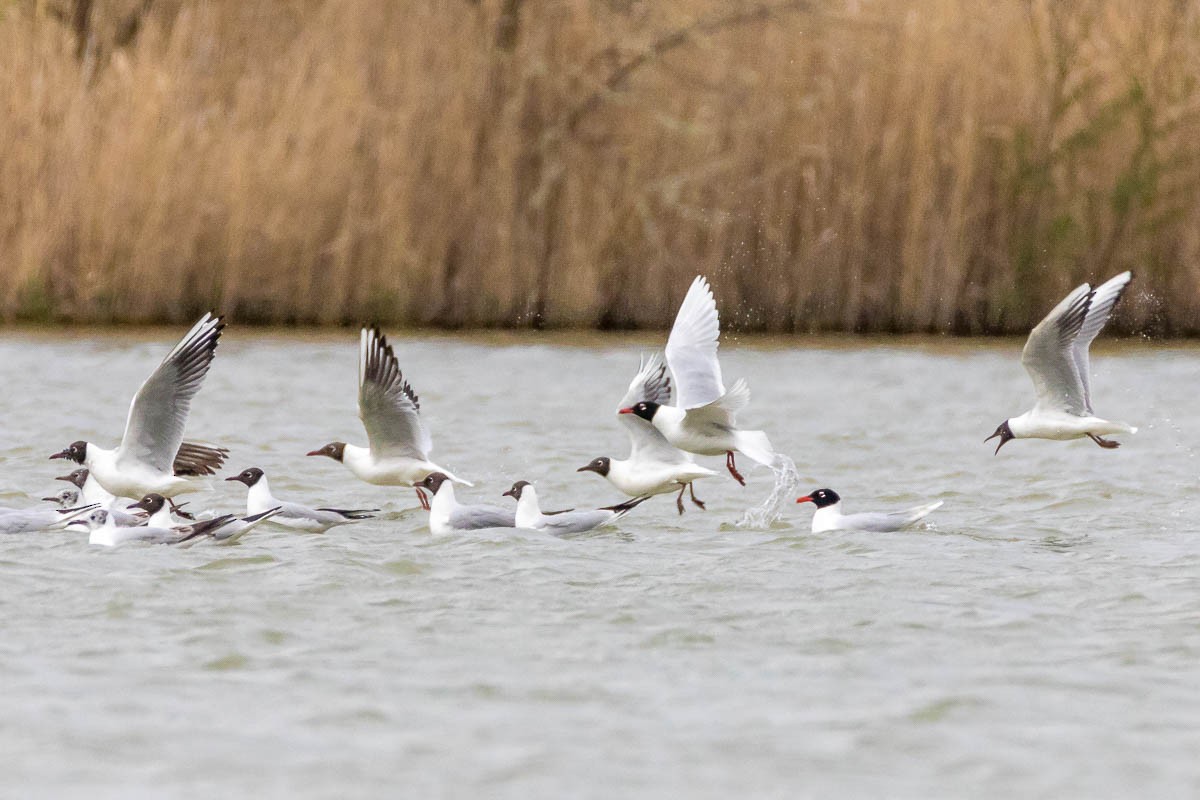 Mediterranean Gull - ML223352261