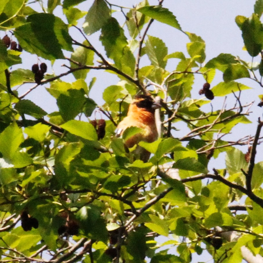 Black-headed Grosbeak - ML223352481