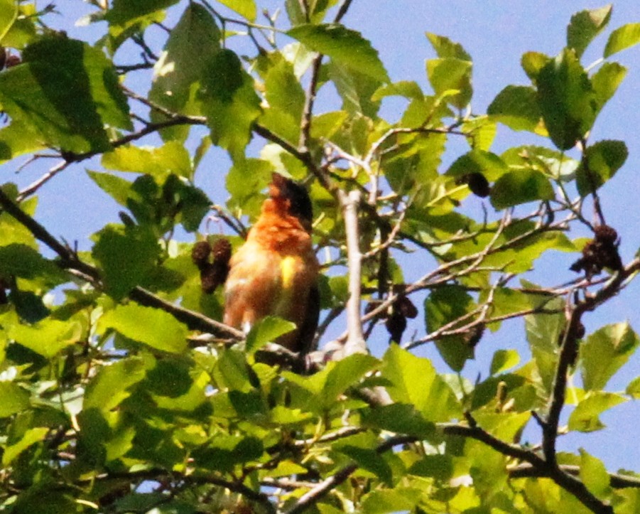 Black-headed Grosbeak - ML223352531