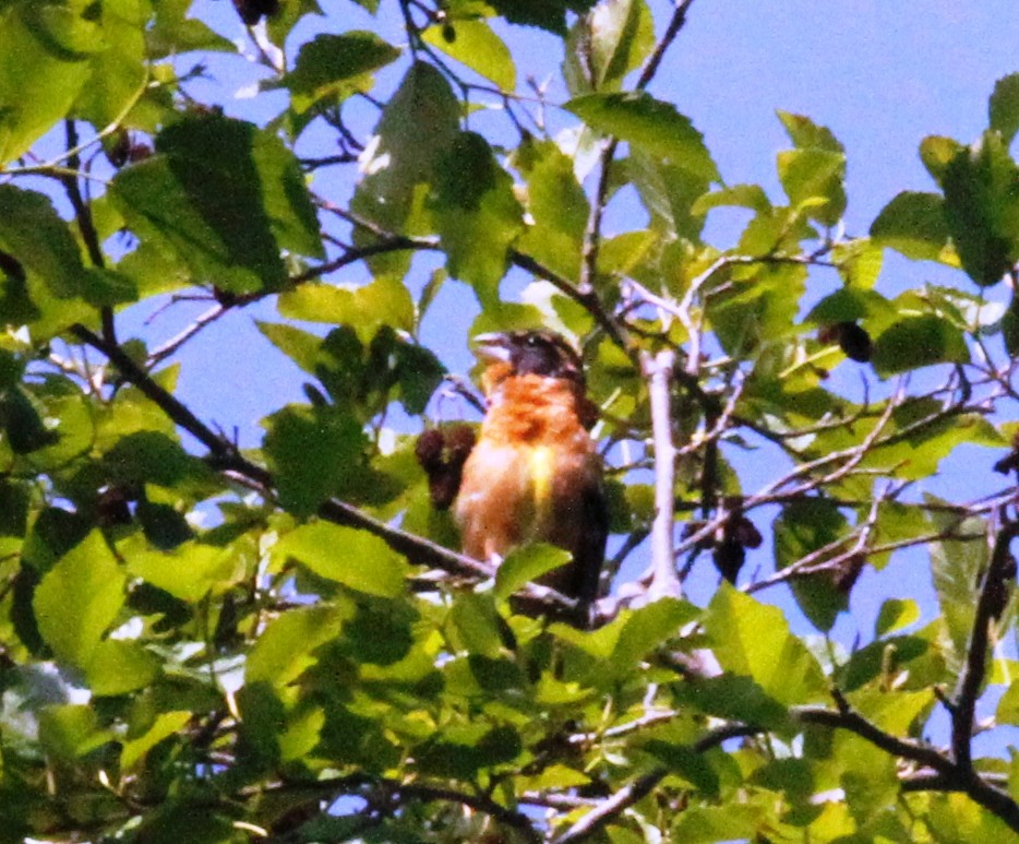 Black-headed Grosbeak - ML223352581