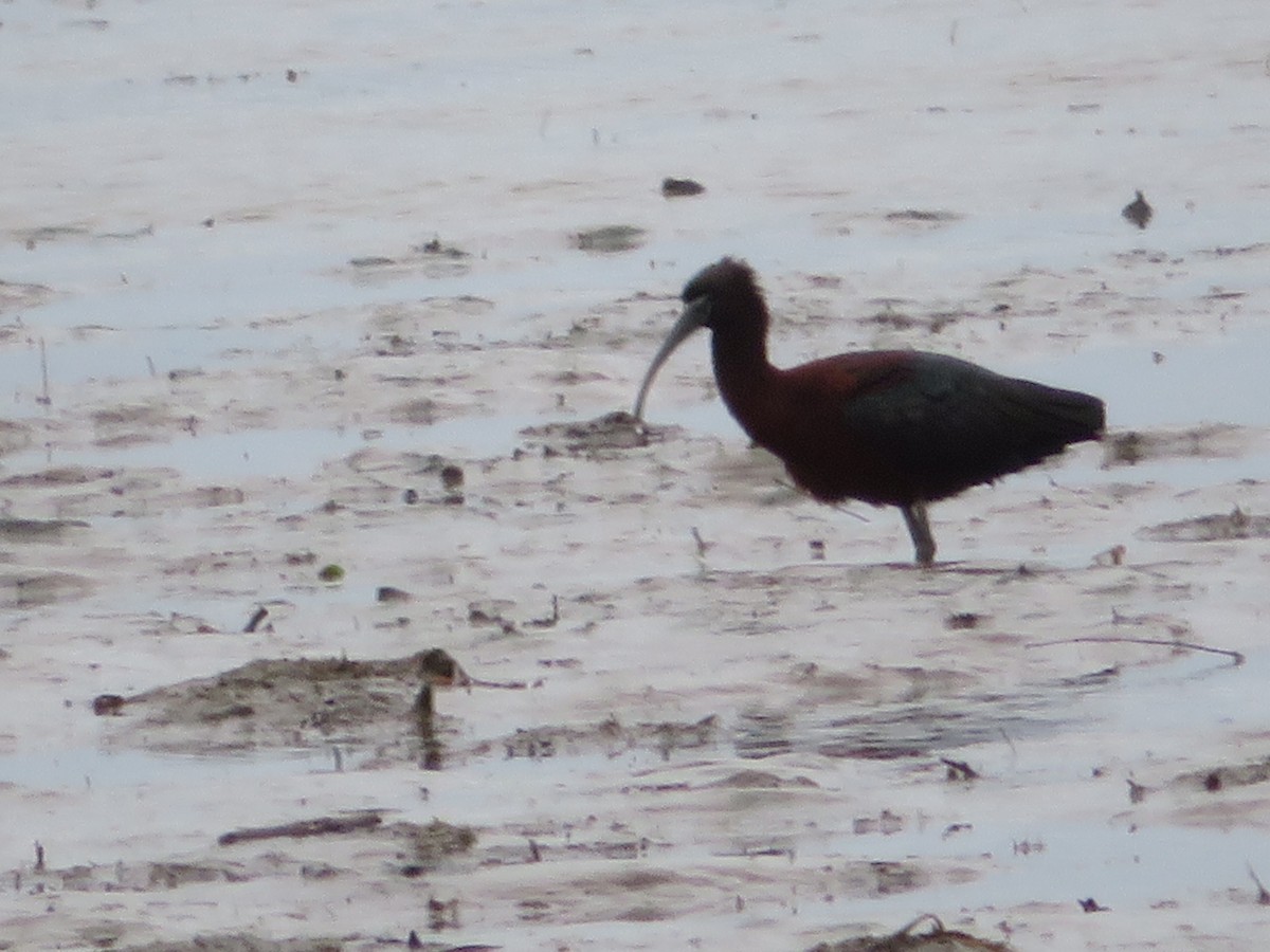 Glossy Ibis - ML223352671