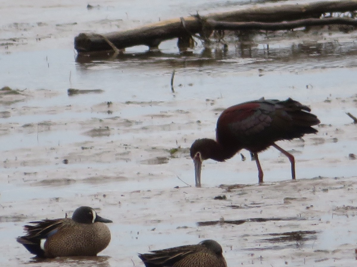 White-faced Ibis - ML223353151