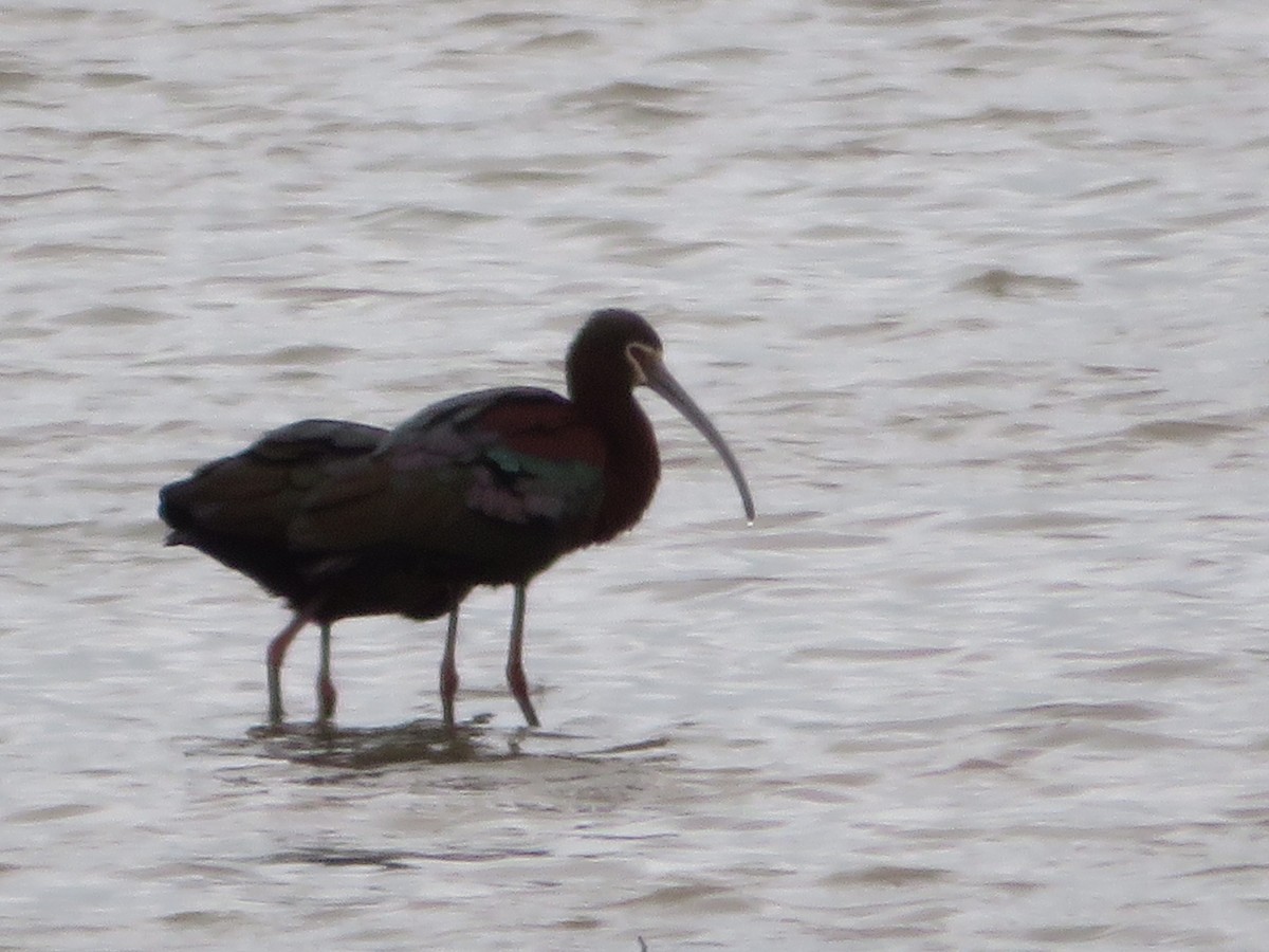 Ibis à face blanche - ML223353201