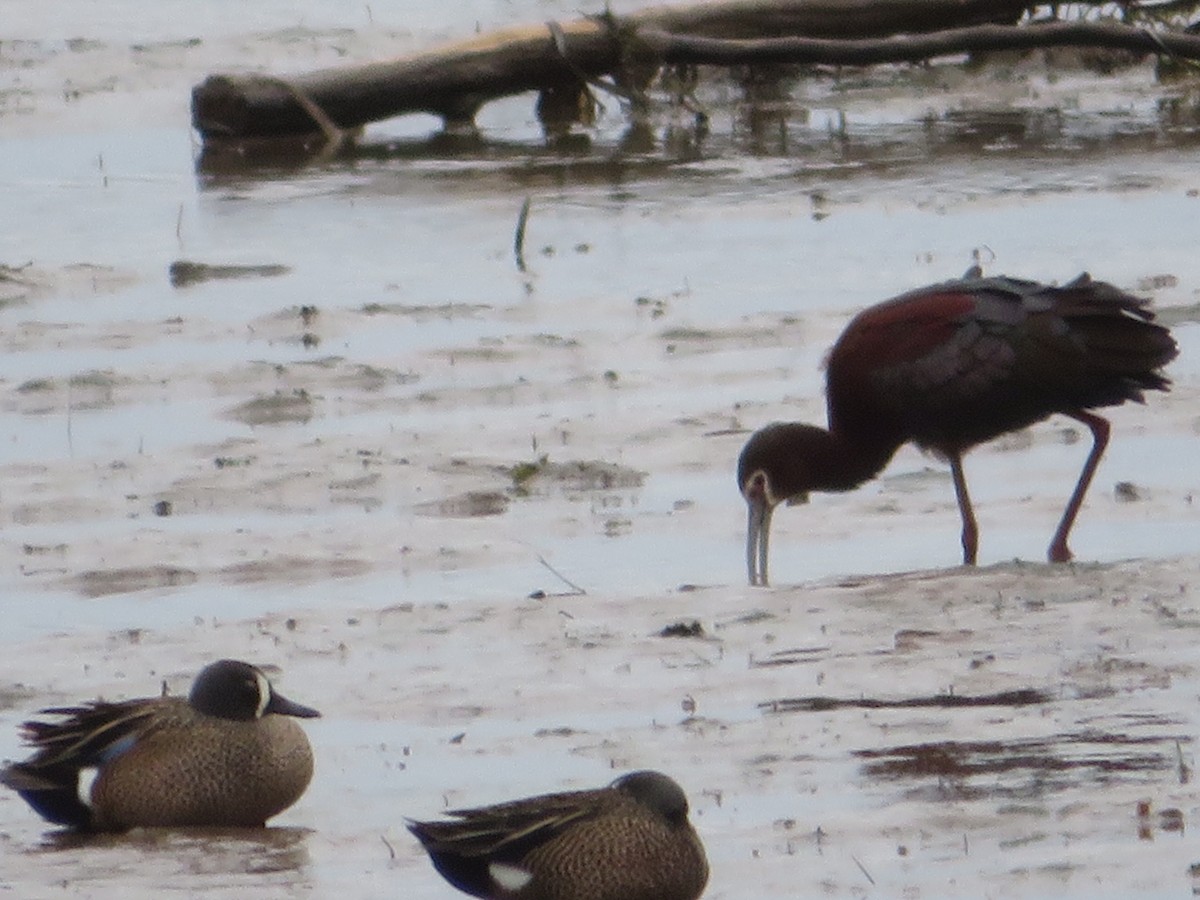 White-faced Ibis - ML223353251