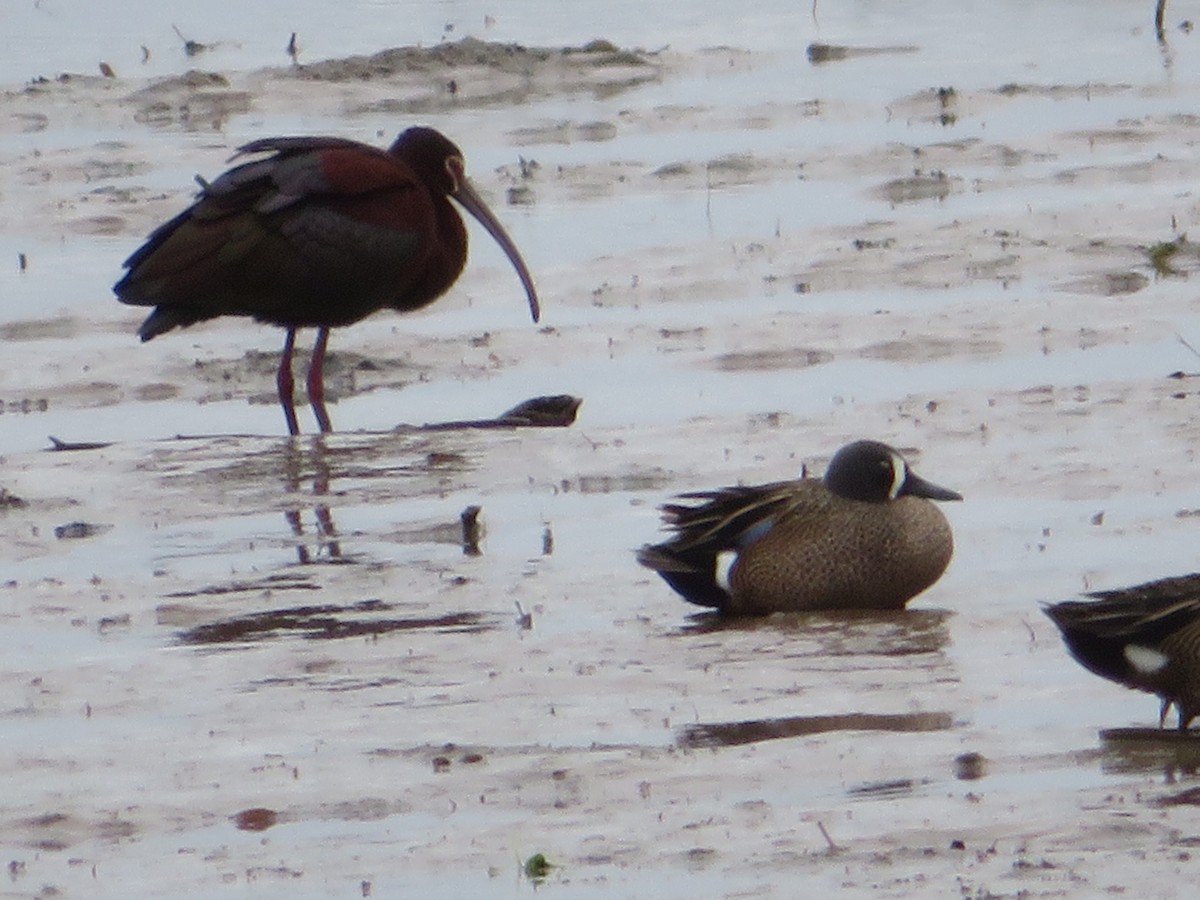 White-faced Ibis - ML223353281