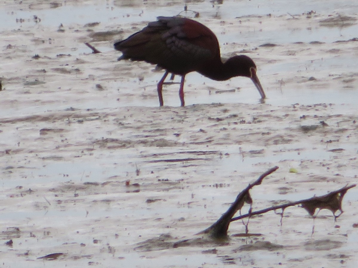 Ibis à face blanche - ML223353301