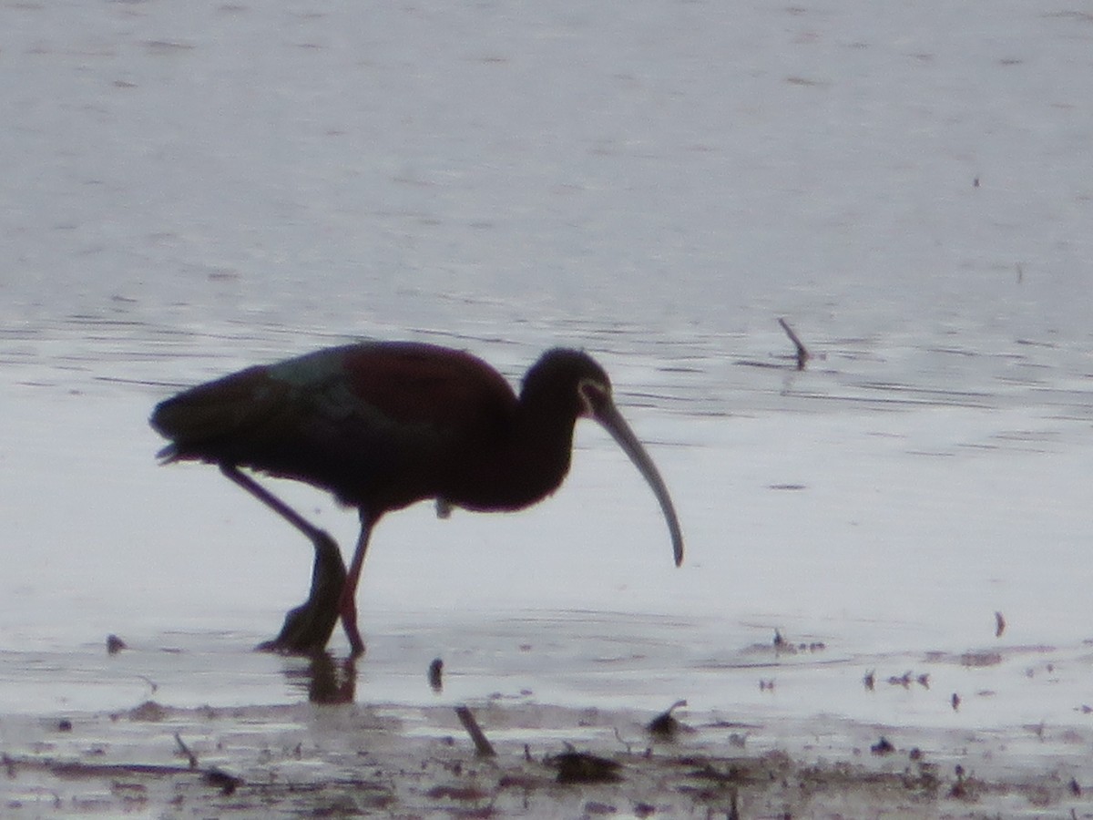 Ibis à face blanche - ML223353321