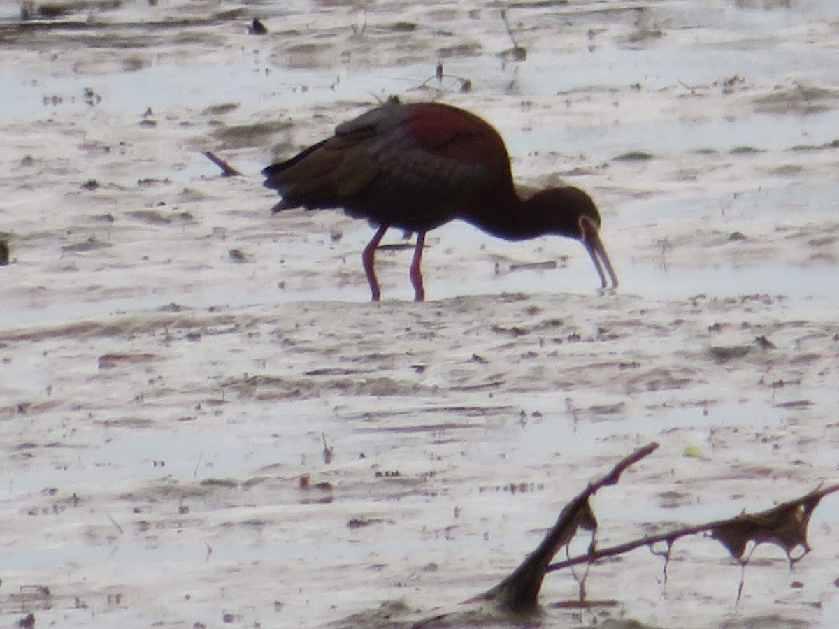 Ibis à face blanche - ML223353351