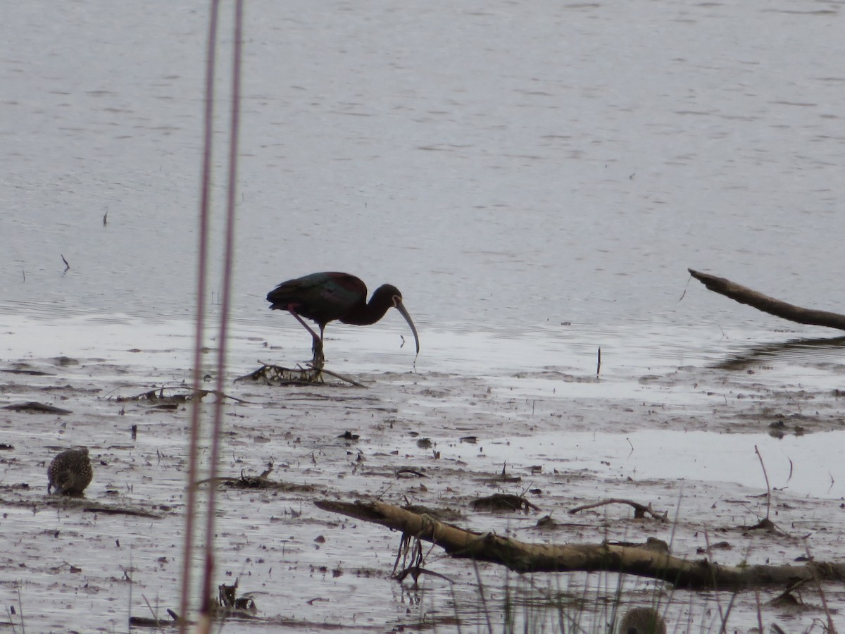 White-faced Ibis - ML223353361