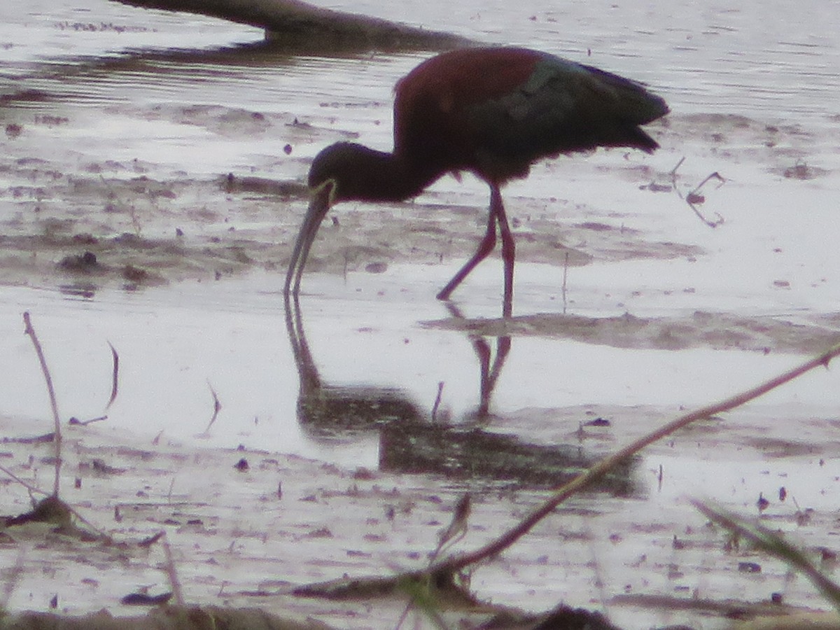 Ibis à face blanche - ML223353401