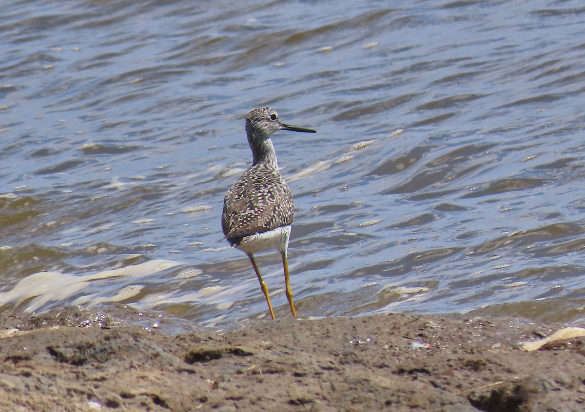 Greater Yellowlegs - ML223356001