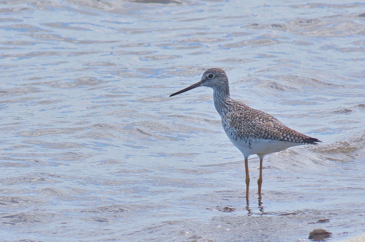 Greater Yellowlegs - ML223356031